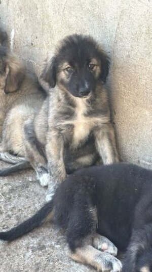 Adopter Sheïdo