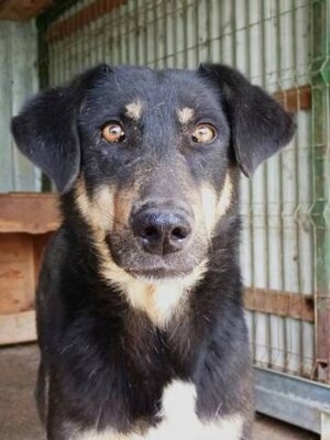 Adopter Sherkan