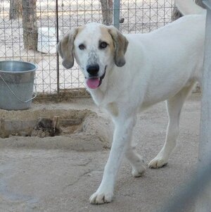 Adopter Sherlock