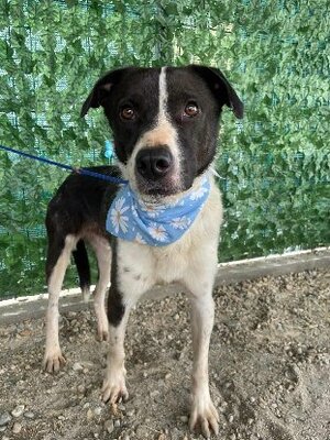Adopter Sherlock