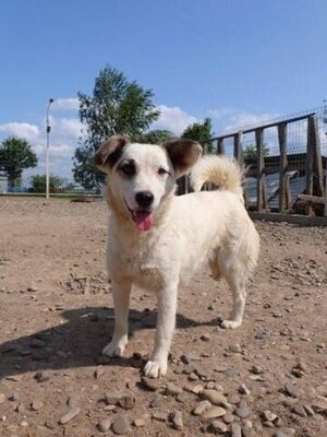 Adopter Shiny