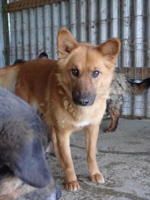Adopter Shiory