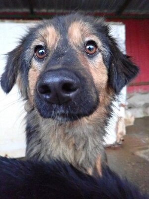 Adopter Shiraz