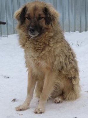 Adopter Shirin