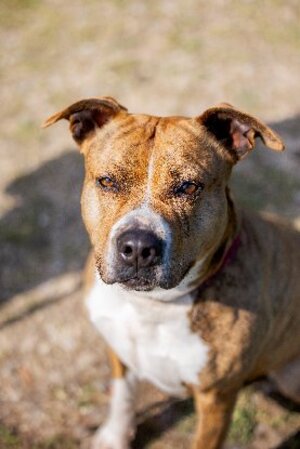 Adopter Shiva