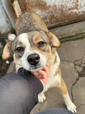 Adopter Sidi
