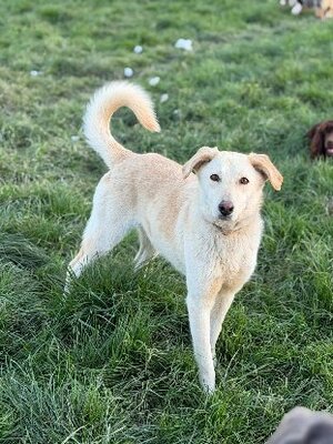 Adopter Sidney