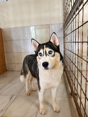 Adopter Siku
