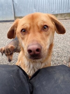 Adopter Silco