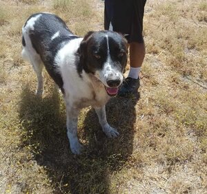 Adopter Silver