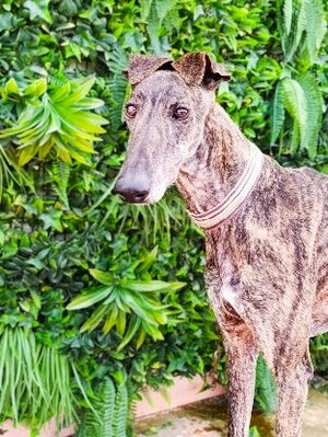 Adopter Simon