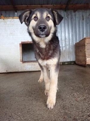 Adopter Sinclair