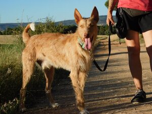 Adopter Sirio
