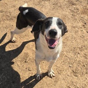 Adopter Sirio