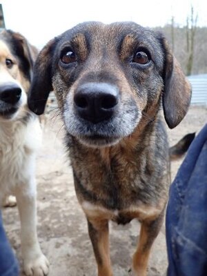 Adopter Siska