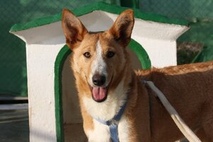 Adopter Sita