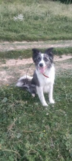 Adopter Skal