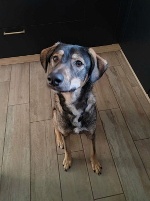 Adopter Skye