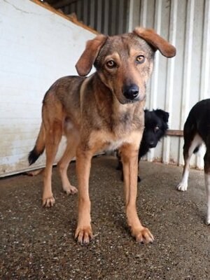 Adopter Snatch