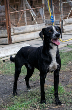 Adopter Snoop