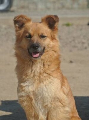 Adopter Snoopy