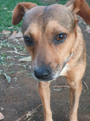 Adopter Snoopy