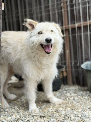 Adopter Snow