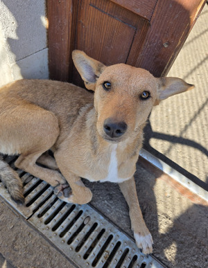 Adopter Sofy