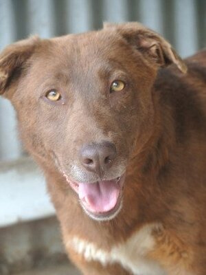 Adopter Solaar