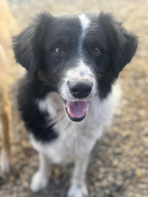 Adopter Solstice
