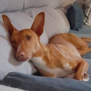 Adopter Sombra