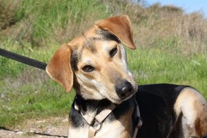 Adopter Sombra