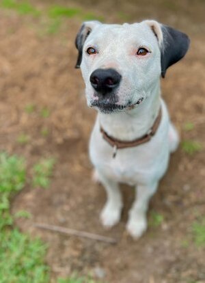 Adopter Songo