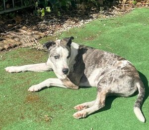 Adopter Sooky