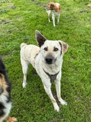 Adopter Sparko