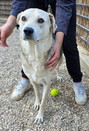 Adopter Spike