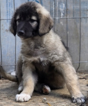 Adopter Spring