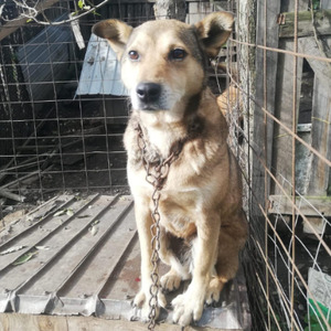 Adopter Springa