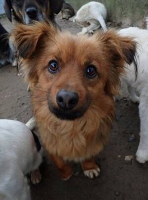 Adopter Starsky