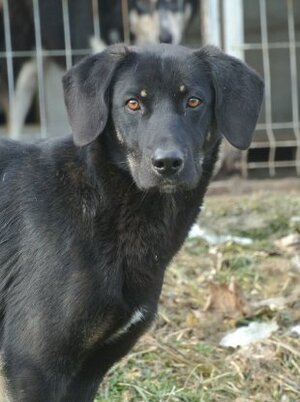 Adopter Steel