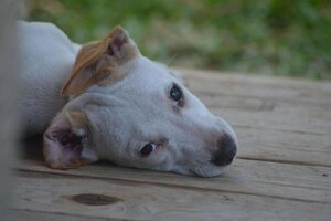 Adopter Stitch