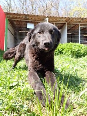 Adopter Stylish