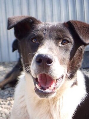 Adopter Suchy