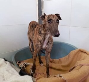 Adopter Sula