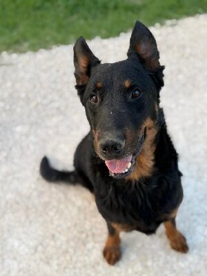 Adopter Sultan