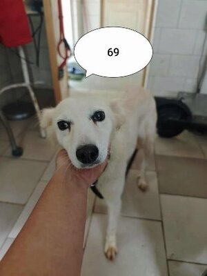 Adopter Sumi
