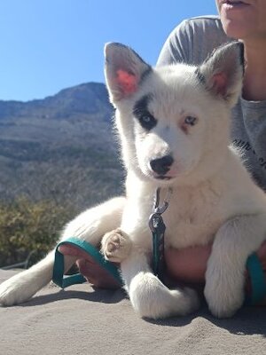 Adopter Summer