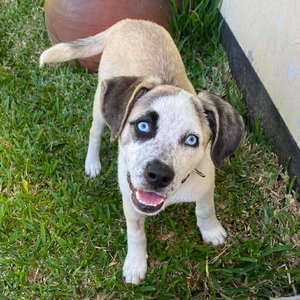 Adopter Summer