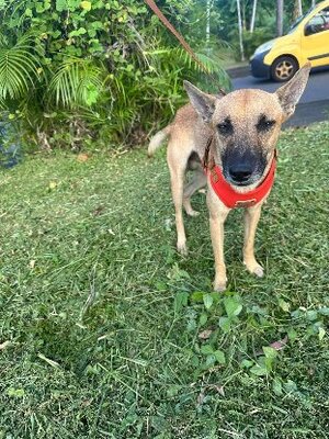 Adopter Sun