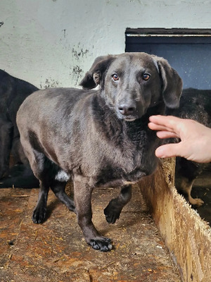 Adopter Surprise